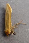 Indalia pygmaeola