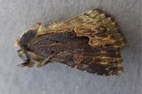 Dypterygia scabriuscula