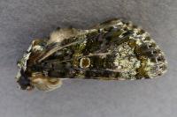 Craniophora ligustri