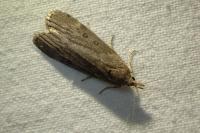 Lamoria anella