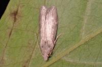 Lamoria anella
