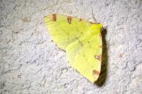 Opisthograptis luteolata