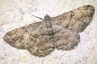 Peribatodes rhomboidaria