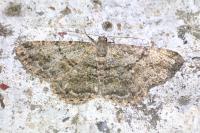 Peribatodes rhomboidaria