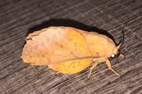 Gastropacha quercifolia