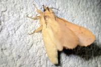 Gastropacha quercifolia