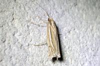 Ancylolomia tentaculella