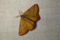 Lythria purpuraria