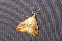 Evergestis forficalis