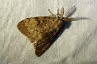 Lymantria dispar