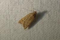 Helcystogramma lutatella