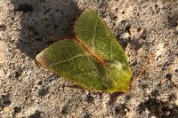 Pseudoips prasinanus