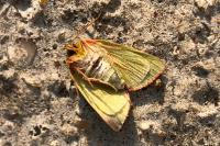 Pseudoips prasinanus