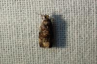 Endothenia