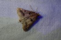 Stemmatophora brunnealis