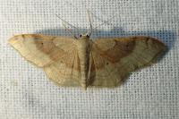 Idaea degeneraria