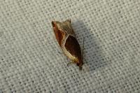 Ancylis unculana
