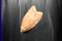 Carcina quercana