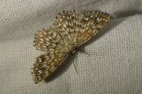 Scopula tessellaria