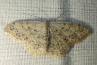 Scopula marginepunctata