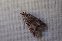 Eudonia mercurella