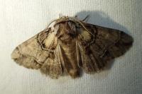 Drymonia velitaris