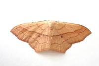 Scopula imitaria