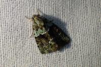 Cryphia algae