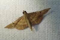 Endotricha flammealis