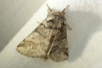 Thaumetopoea processionea