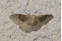Idaea degeneraria
