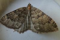 Triphosa dubitata
