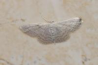 Idaea subsericeata
