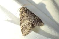 Drymonia querna