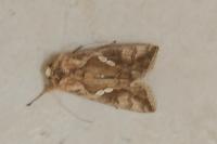 Chrysodeixis chalcites