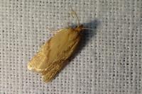 Clepsis pallidana