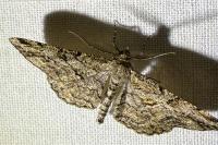 Peribatodes rhomboidaria