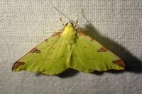 Opisthograptis luteolata