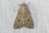 Anarta trifolii