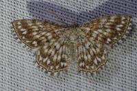 Scopula tessellaria