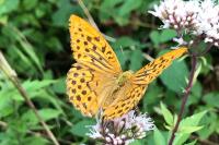 Argynnis paphia