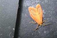 Miltochrista miniata