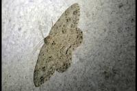 Ectropis crepuscularia