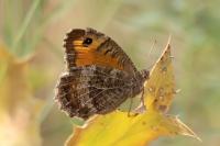 Arethusana arethusa