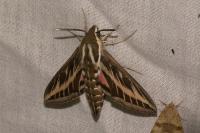 Hyles livornica
