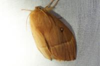 Lasiocampa quercus