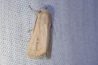 Mythimna sicula