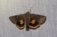 Noctua janthina