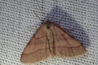 Scopula rubiginata