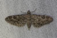 Eupithecia nanata